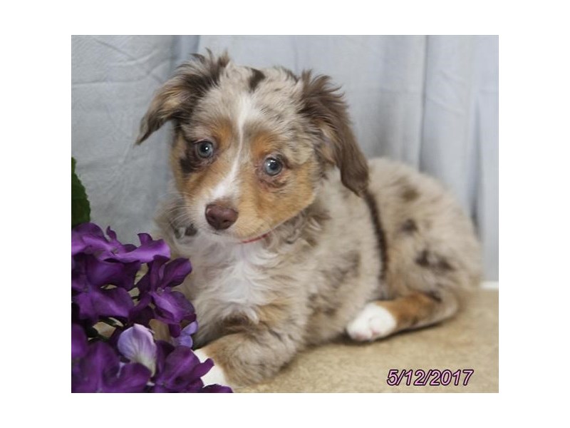 Miniature Australian Shepherd