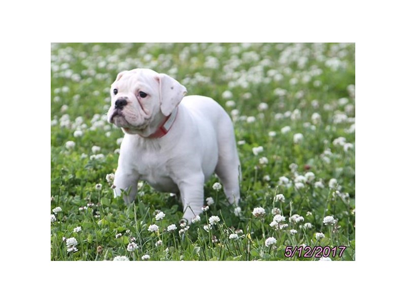 Olde Bulldog