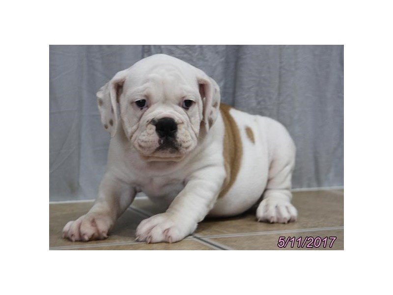 Olde Bulldog