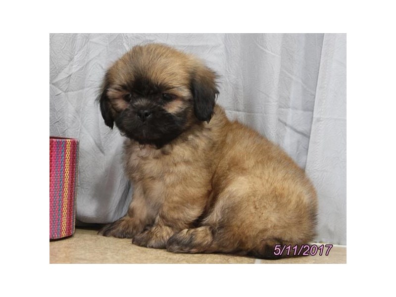 Poodle/Shih Tzu