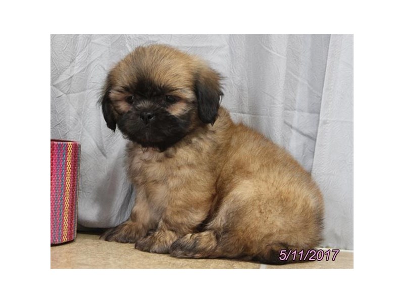 88+ Shih Tzu Poodle Mix Brown