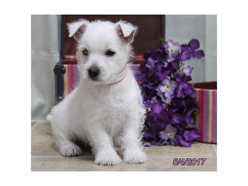 West Highland White Terrier