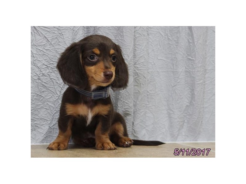 Dachshund