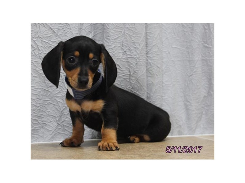 Dachshund