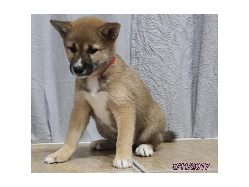 Shiba Inu