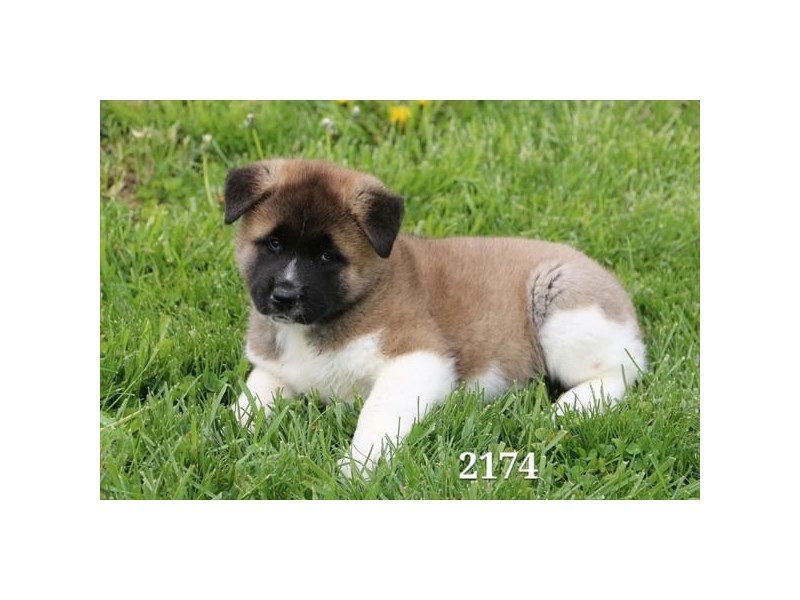 Akita