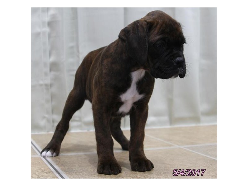 Boxer