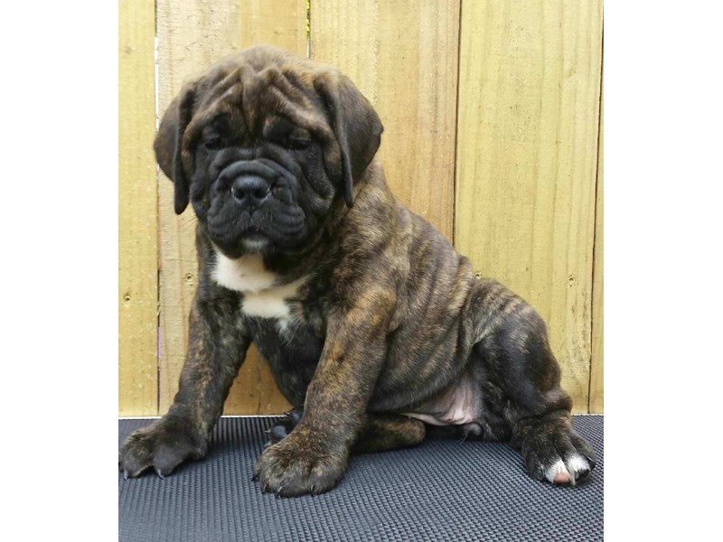 Bulldog Mastiff