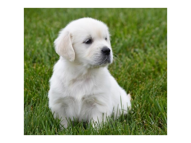 Golden Retriever