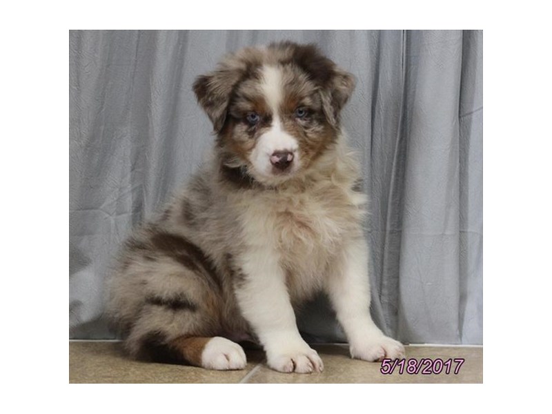 australian shepherd puppies columbus ohio australian shepherd petland carriage place australian shepherd puppies columbus ohio australian shepherd petland carriage place