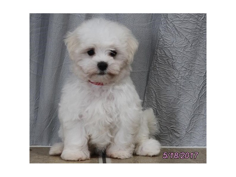 Maltese