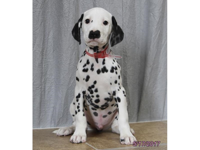 Dalmatian