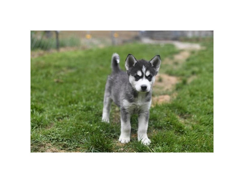 Siberian Husky