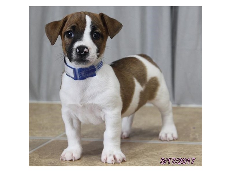 Jack Russell Terrier