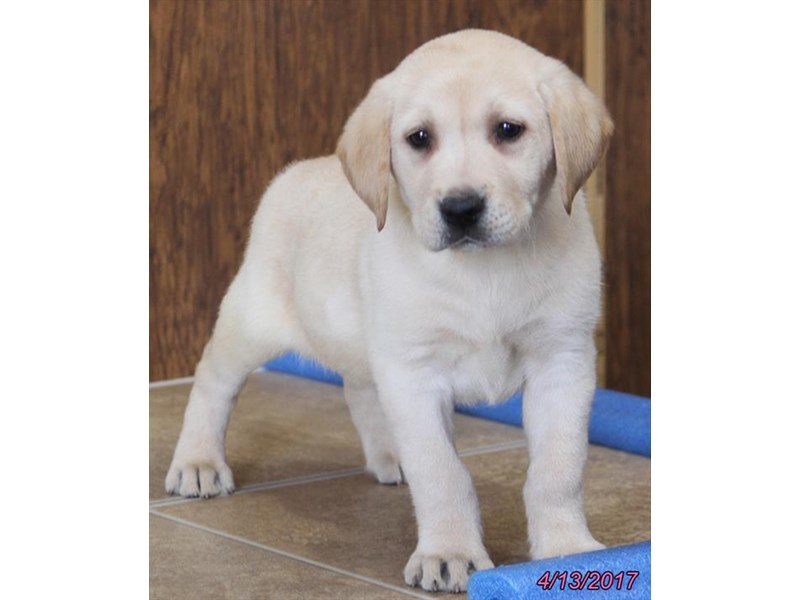 Labrador Retriever