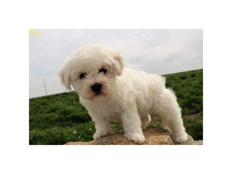 Bichon Frise
