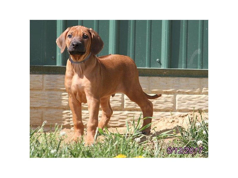 Rhodesian Ridgeback