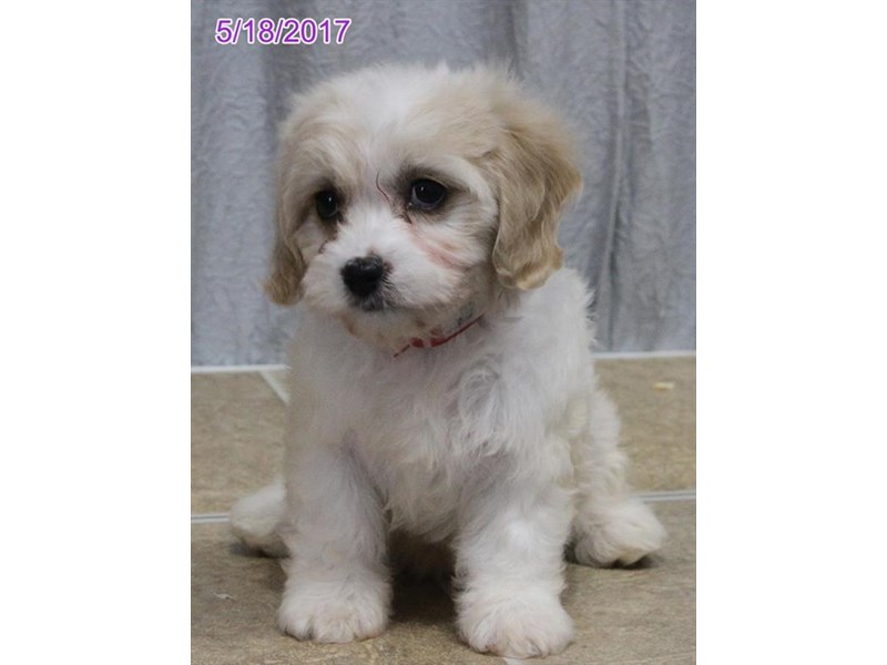 Cavachon