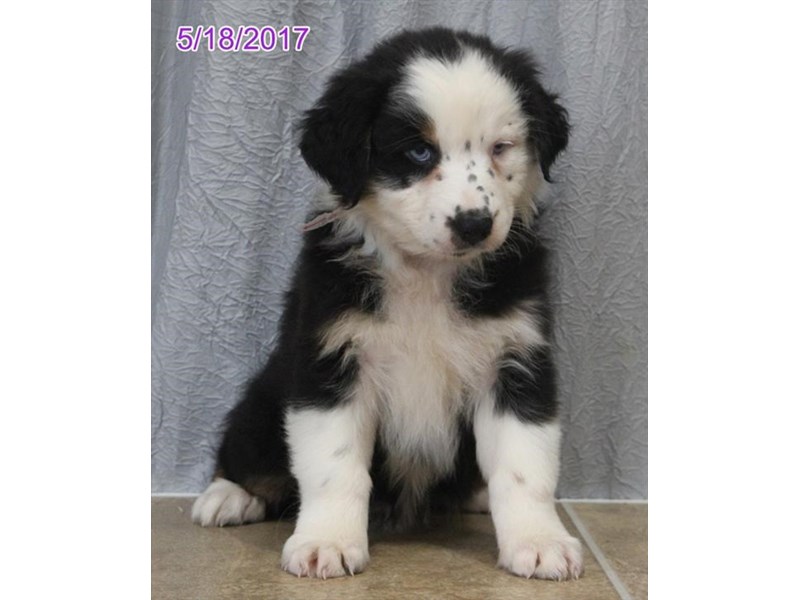Australian Shepherd