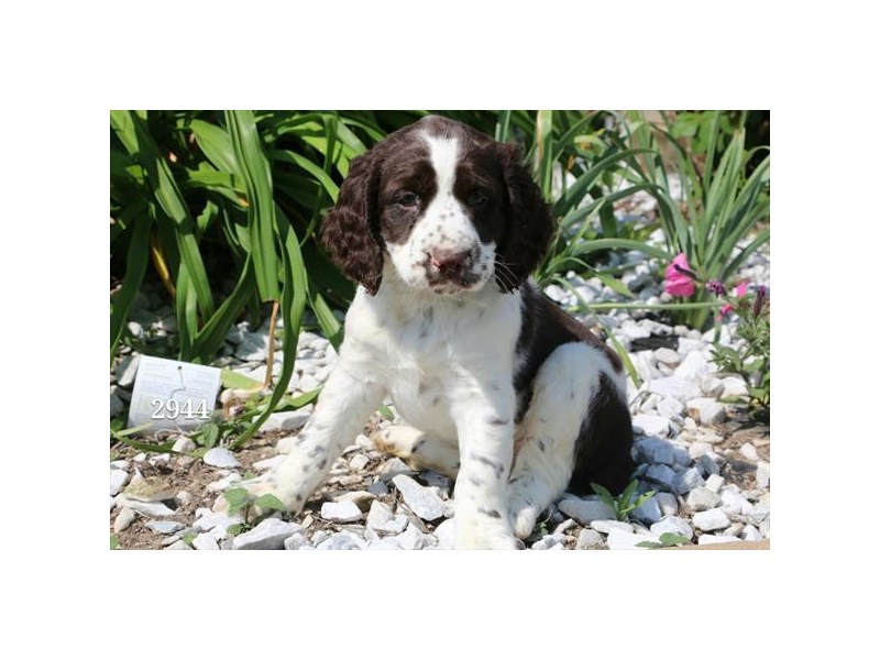 English Springer Spaniel