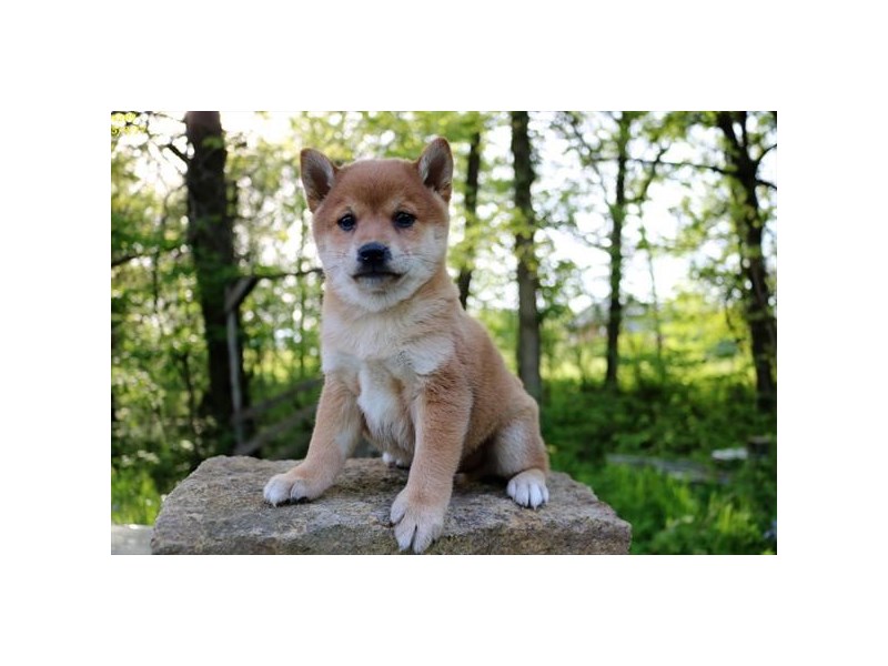 Shiba Inu
