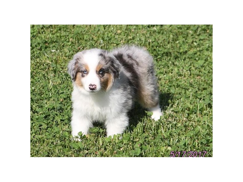 Miniature Australian Shepherd