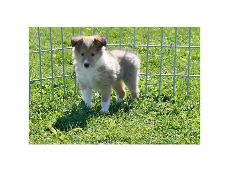Shetland Sheepdog