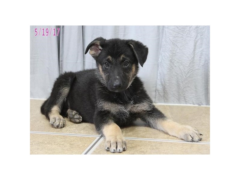 German Shepherd Dog