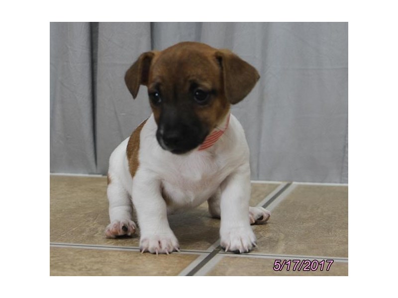 Jack Russell Terrier