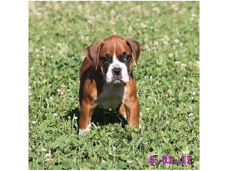 Boxer