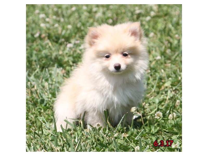 Pomeranian