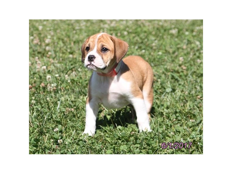 Beabull Bulldog