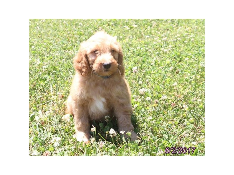 Goldendoodle Mini