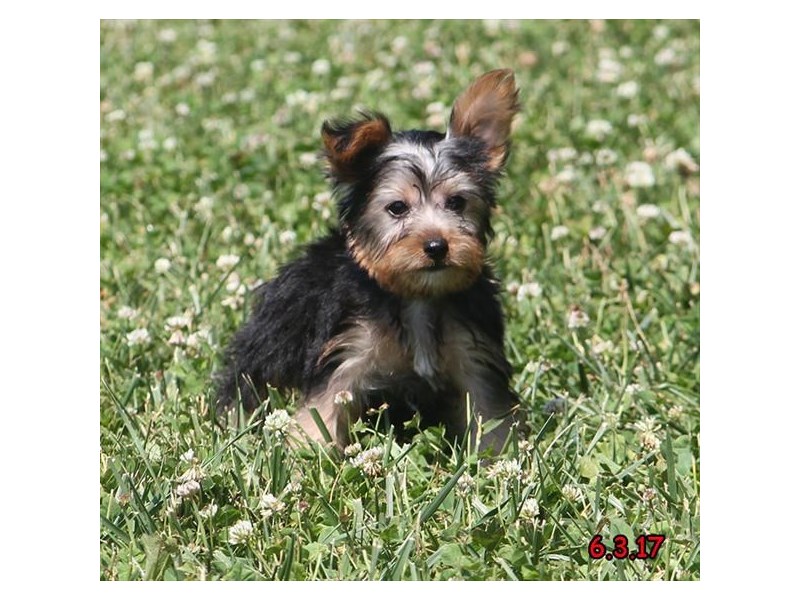 Yorkshire Terrier