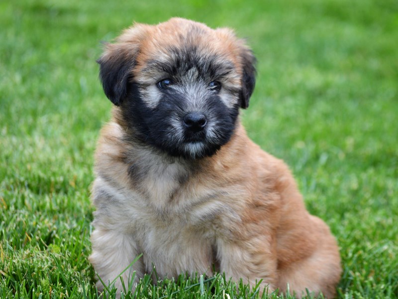 Soft Coated Wheaten Terrier
