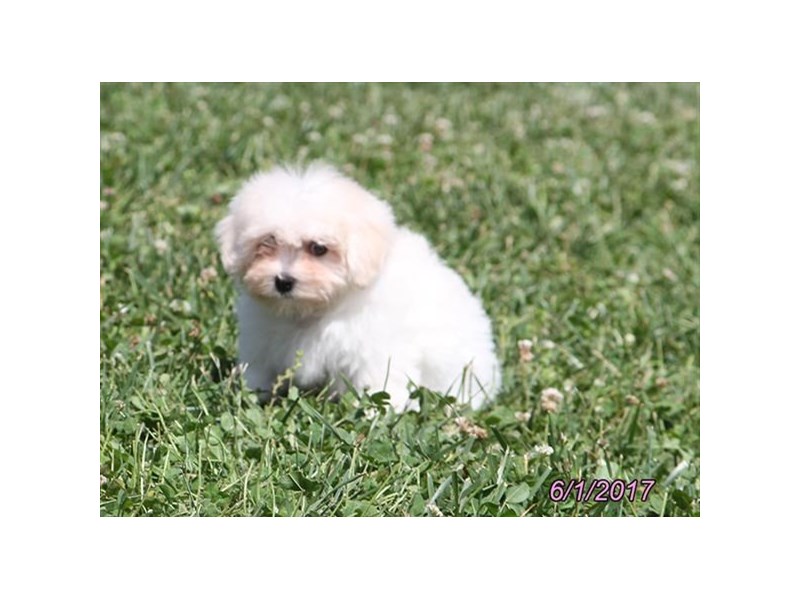 Maltese/Poodle