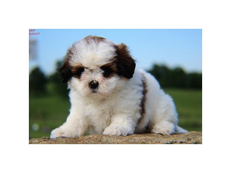 Bichon Frise/Shih Tzu