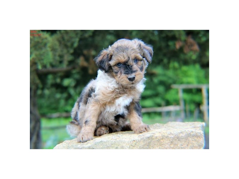 Poodle/Australian Shepherd