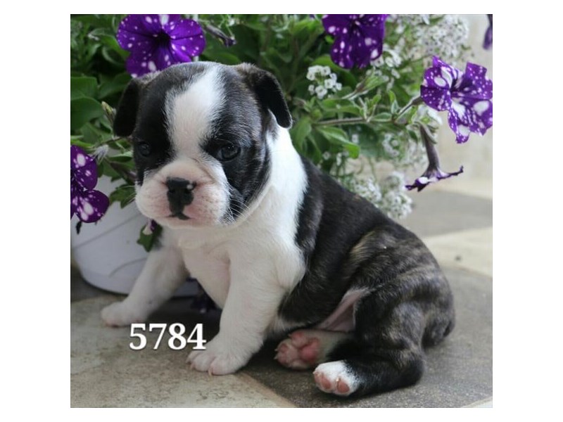 BOSTON TERRIER/BULLDOG