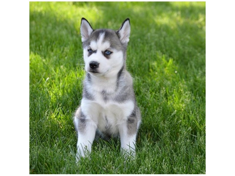 Siberian Husky