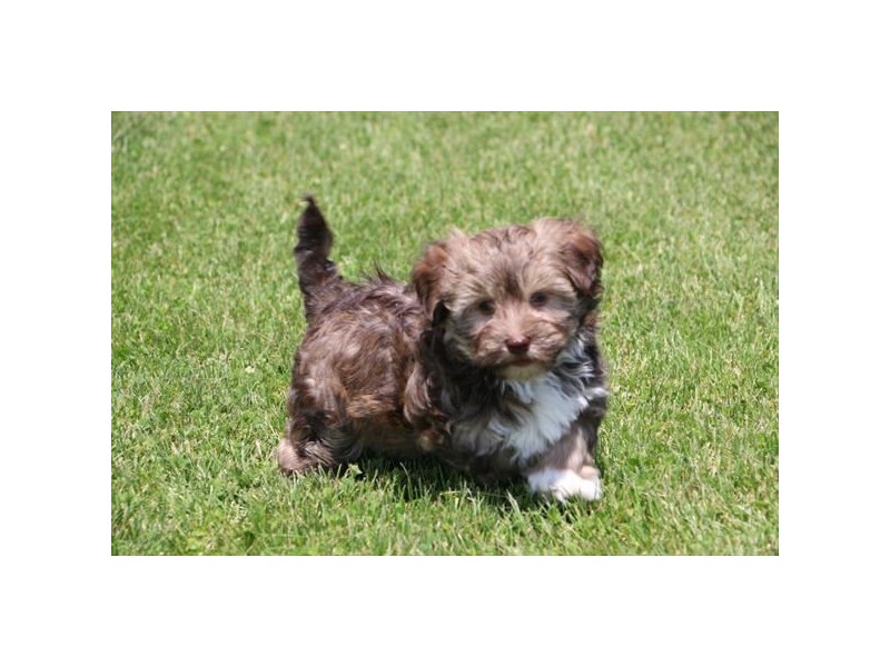 Havanese