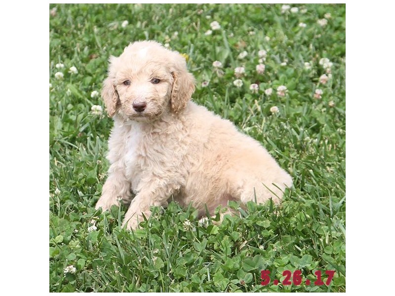 Standard Poodle