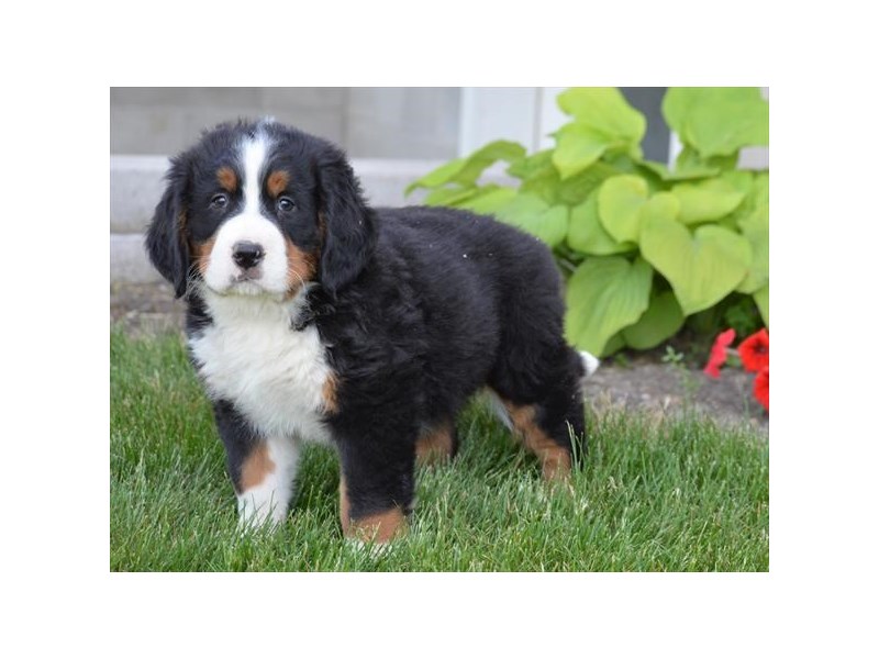 Bernese Mountain Dog