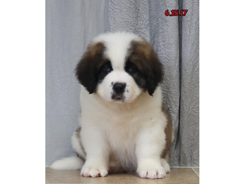Saint BernardDOGMaleBrown / White1823902Petland Carriage Place