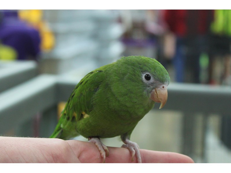 Canary Winged Bee Bee Parakeet