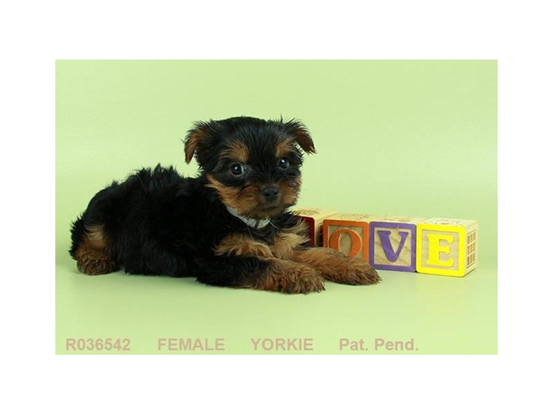 Yorkshire Terrier