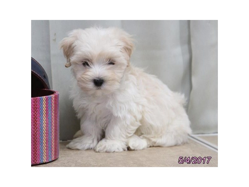 Maltipoo