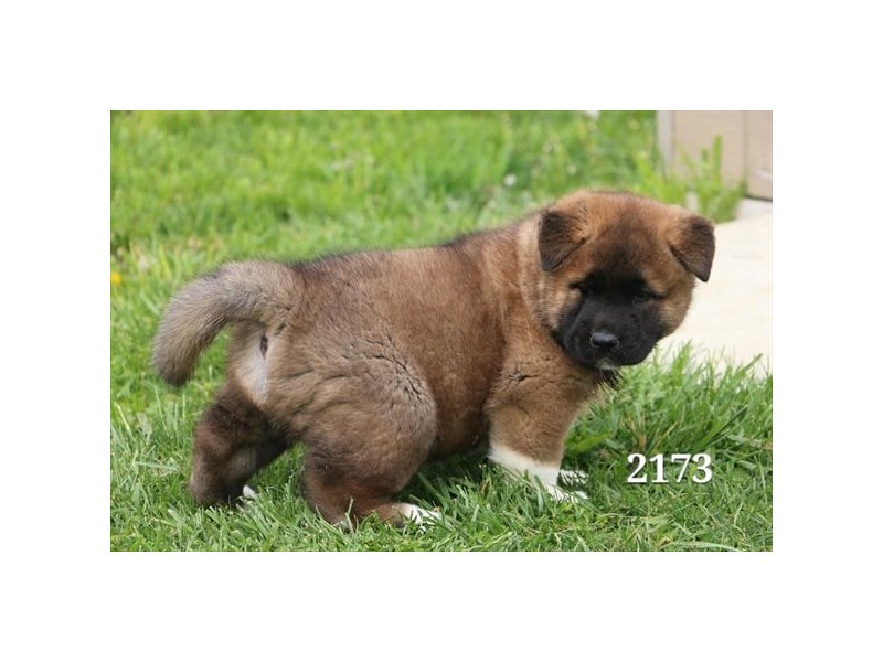 Akita