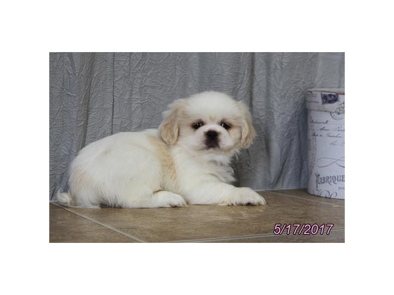Pekingese