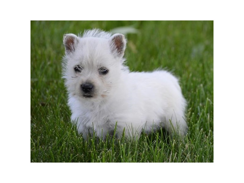 West Highland White Terrier
